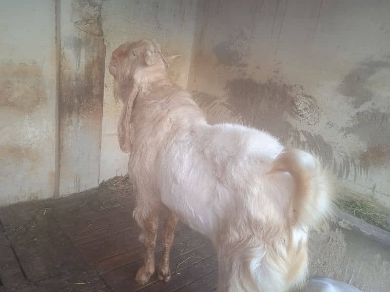 8 dant bakra 45 inch hight number 03132313339 0