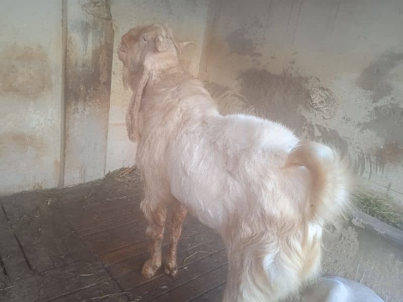 8 dant bakra 45 inch hight number 03132313339 1