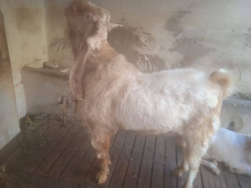 8 dant bakra 45 inch hight number 03132313339 2