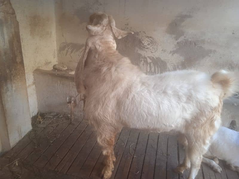 8 dant bakra 45 inch hight number 03132313339 3