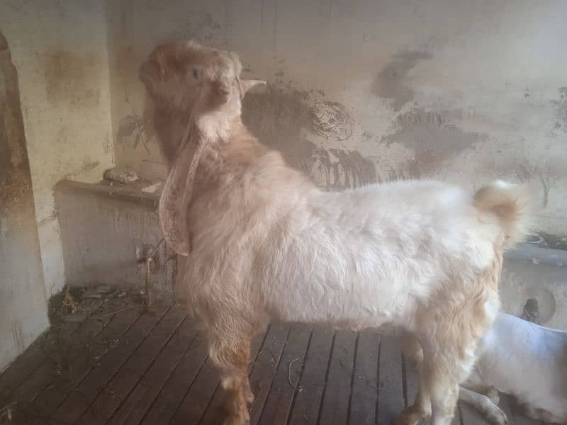 8 dant bakra 45 inch hight number 03132313339 4