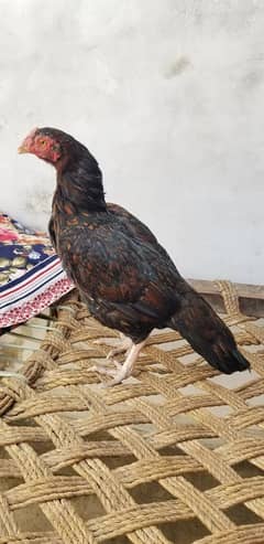 top quality Mianwali bloodline female Available