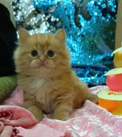 persian /triple coat /punch face/male kittens