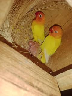 FULL SETUP OF parrots for sale