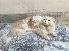 Persian cat