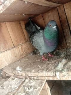 pigeon pair breedar