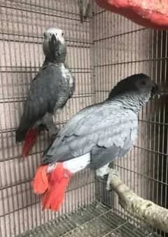 African grey parrot chicks for sale 0334/1495/765 WhatsApp number