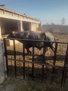 fresh  buffalo for  sale health