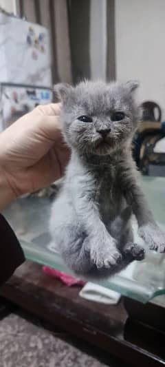 british shorthair kitten