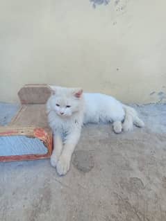 cat for sale and exchange with female cat