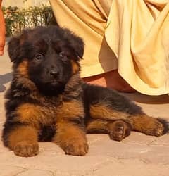 Tripple coat German shepherd female puppies