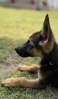 2 x Female Puppies GSD