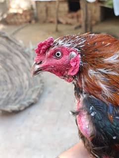 Aseel mianwali breeder murgha for sale