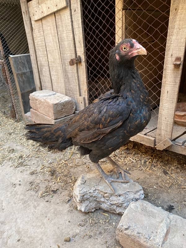 Aseel murgi for sale 0