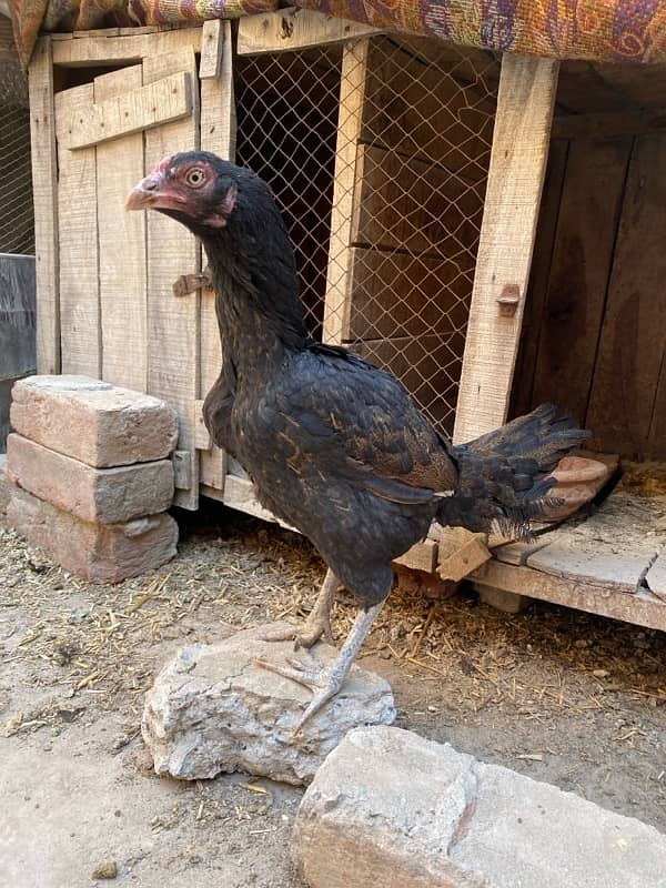 Aseel murgi for sale 1