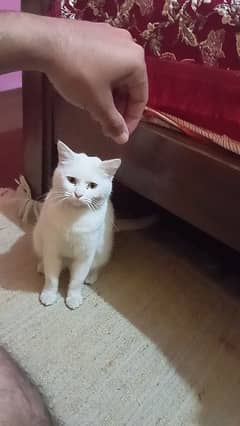 cat girl 03189566644