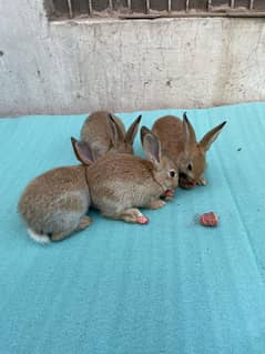 new Zealand red rabbits