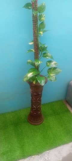 home decor with live plant and elegant look planter it's 5 feet tall