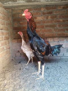 Aseel pathy /king size/ shamo chicks/high Quality shamo