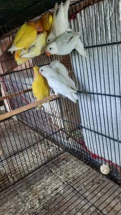 Lovebirds available