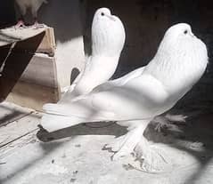 white Gubara pair