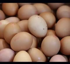 desi egg fertile  40 rupees