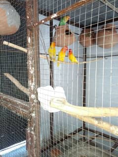 albino lutino pasnata fisheries lovebird cage 0344533/ 1428