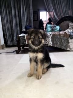 long coat gsd puppy available