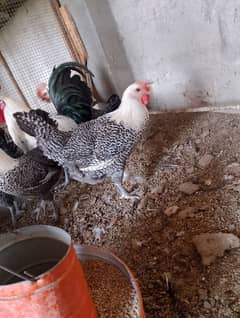 Frizzle, Pure misri and golden misri hens and fertile eggs