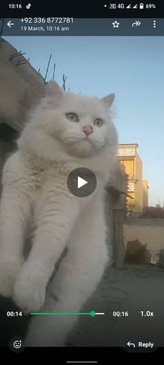 cate far sal Persian double coat Male age 1 yar