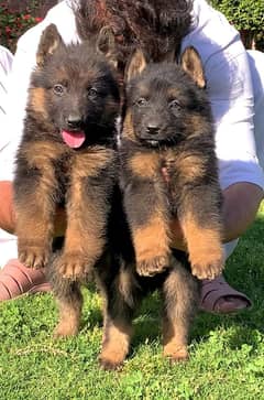 long coat German shepherd  puppies for sale / 0341/5771355