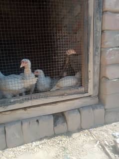 hera aseel, aseel,   , paper white aseel chicks,aseel chicks ,, hen