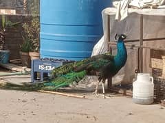 peacock