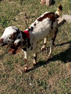 goat for sale