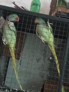 Raw parrot buy one get one free offer