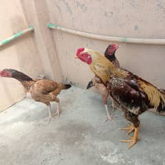 aseel rooster healthy pair for sale