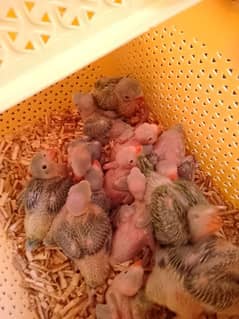 Green Ringneck Baby home bred clutch