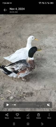 duck pair for sale