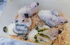 Sun Conure chicks