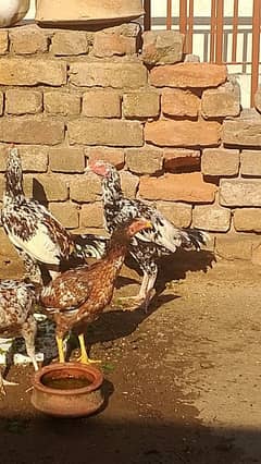 Aseel cheena chickens