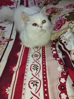 beautiful semi punch Persian breed male is for sale