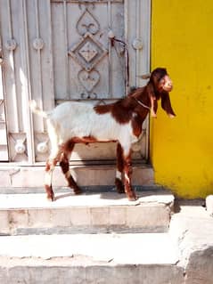 bakra for qurbani. . . 03. . 14. . 10.26. . 3.16