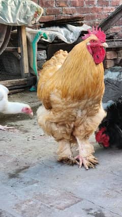 Golden Buff Rooster Murga