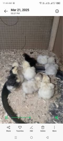 bantam chicks far sal  03041727626