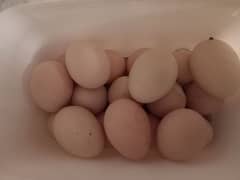 High Quality Aseel Eggs