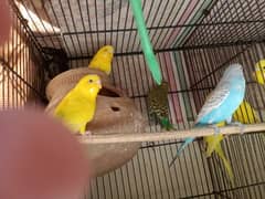 Male Budgies For Sale