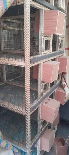 birds and parrot cages sale