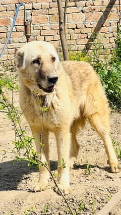 Afghani Kuchi  Male Dog   ||  Age  15 month   ||