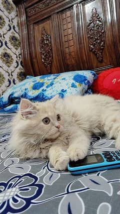 percian triple coat female cat for sale 3 month age