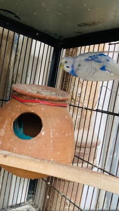 budgies breader pair with eggs/lovebirds